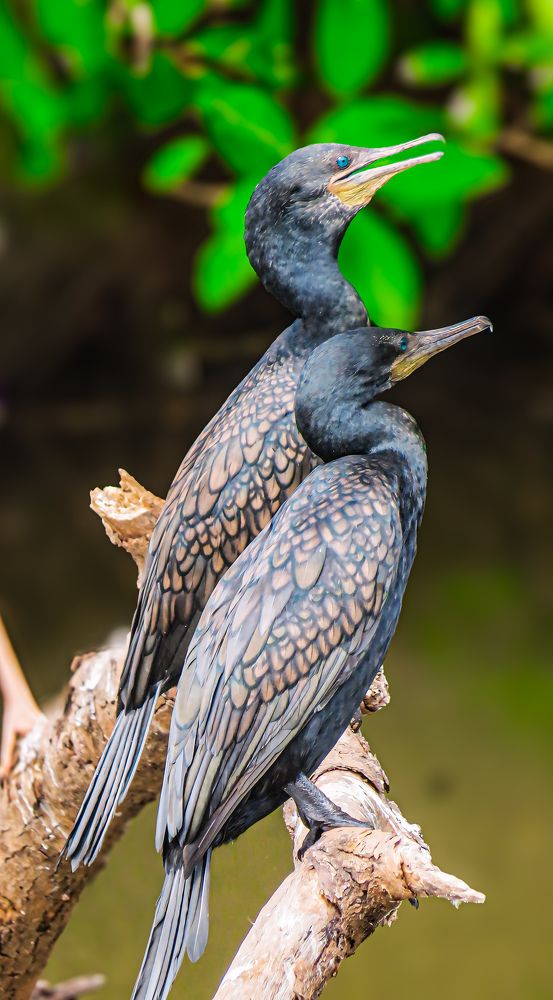 Photograph by prabath randunu Jayasinghe