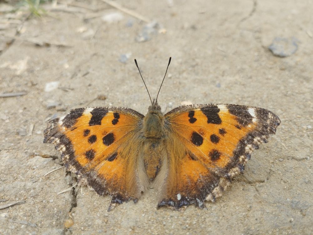 Photograph by Ольга Антохина