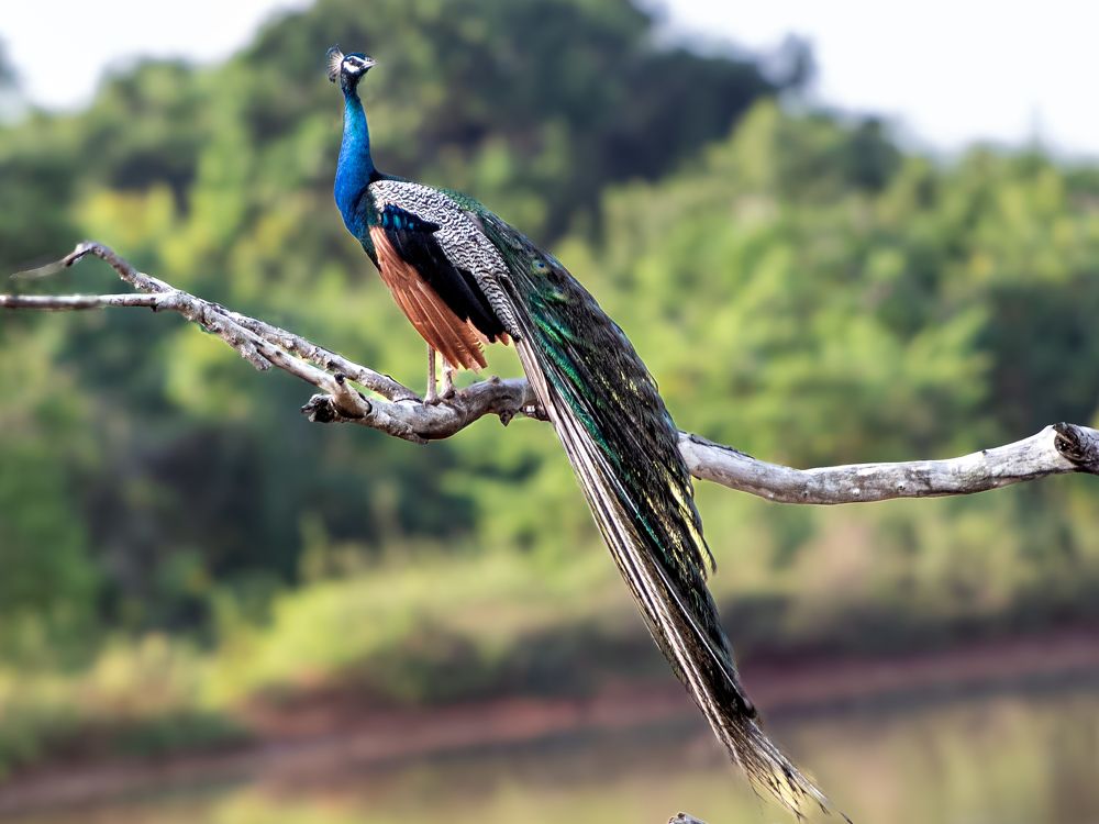 Фотография автора Shimar Imtiaz