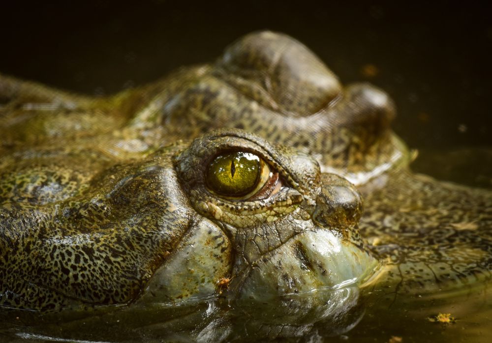 Crocodile eye