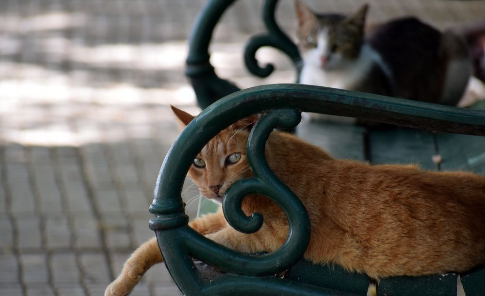 Photograph by Chrissanthi Papadopoulou