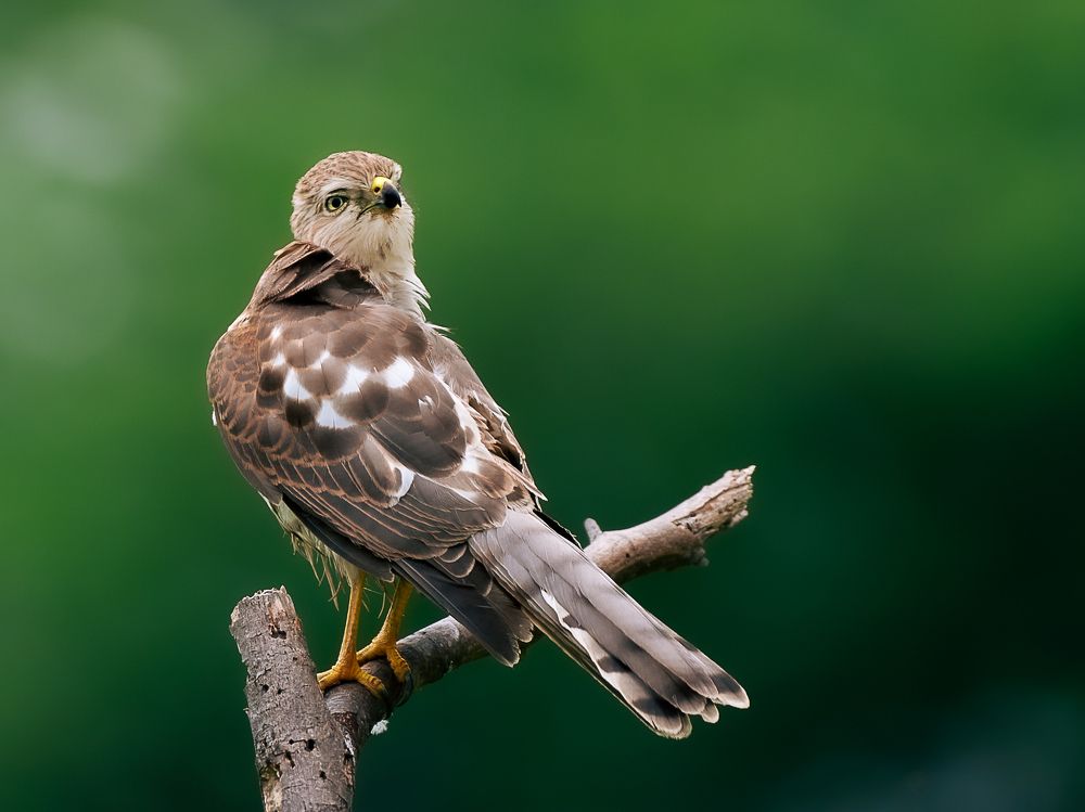 Photograph by Solanki Ravirajsinh