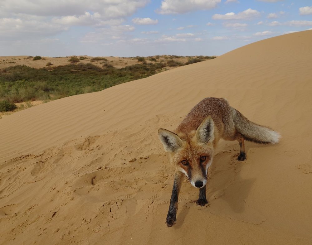 Photograph by Юрий Сычев