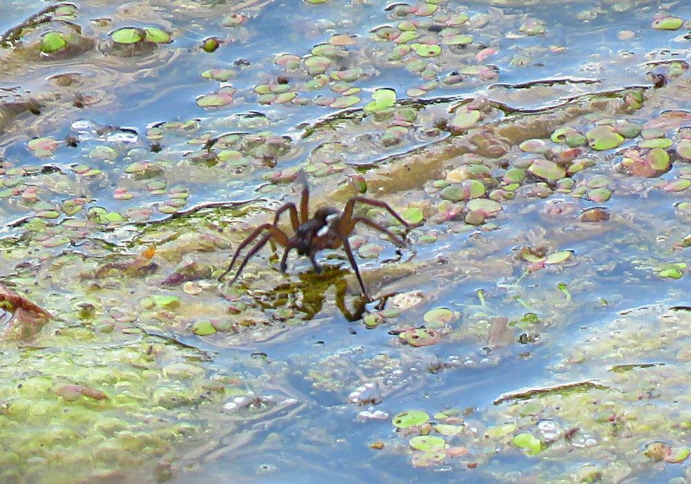 Photograph by Галина Пименова