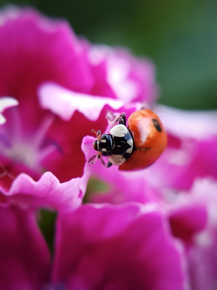 Божья коровка