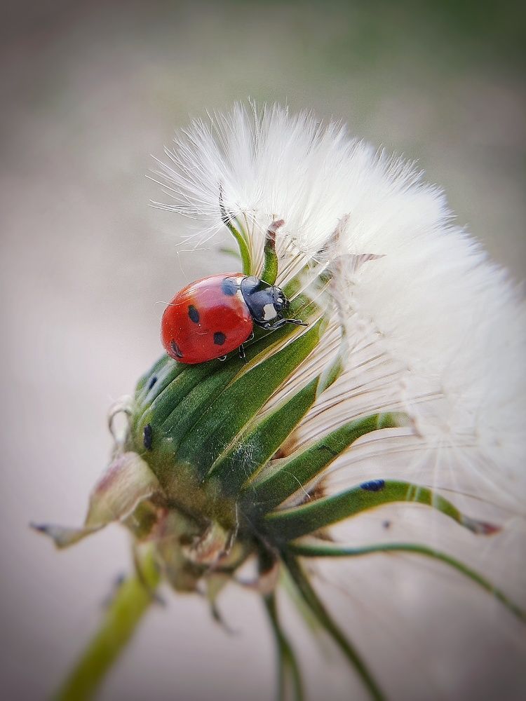 Photograph by Кристина Панченко