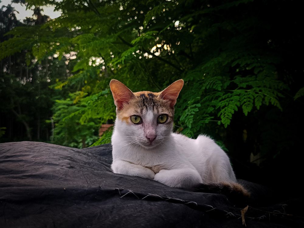 Photograph by Rohon Gazi