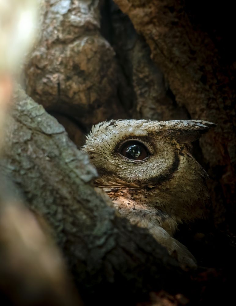 Photograph by Soumitra basak