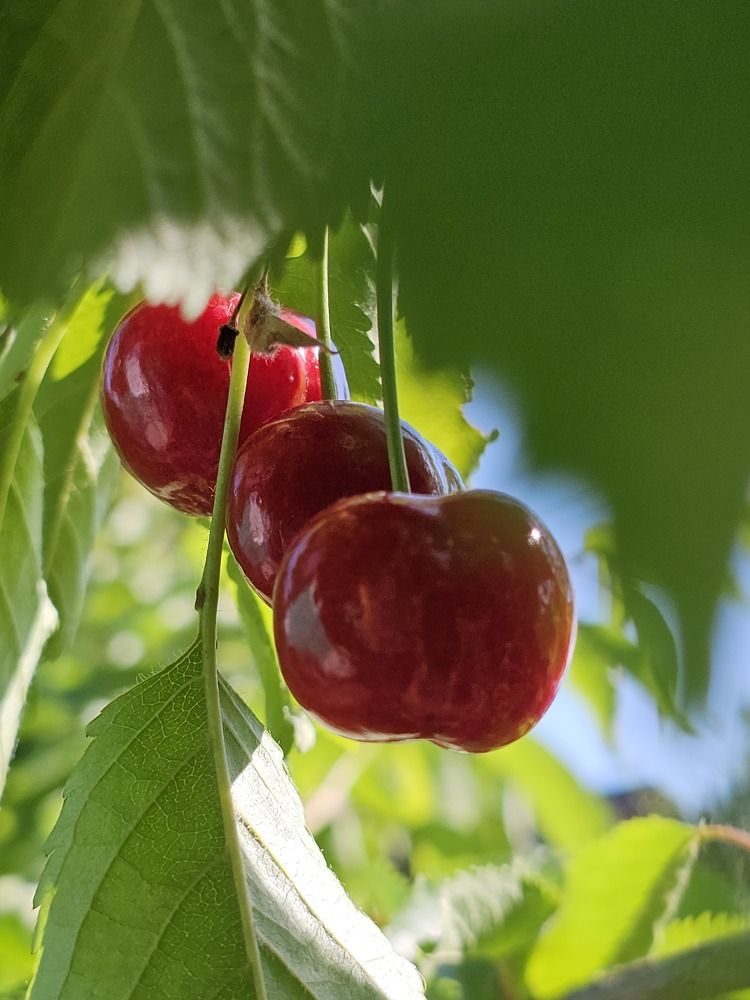 Фотография автора Александр Петуховский