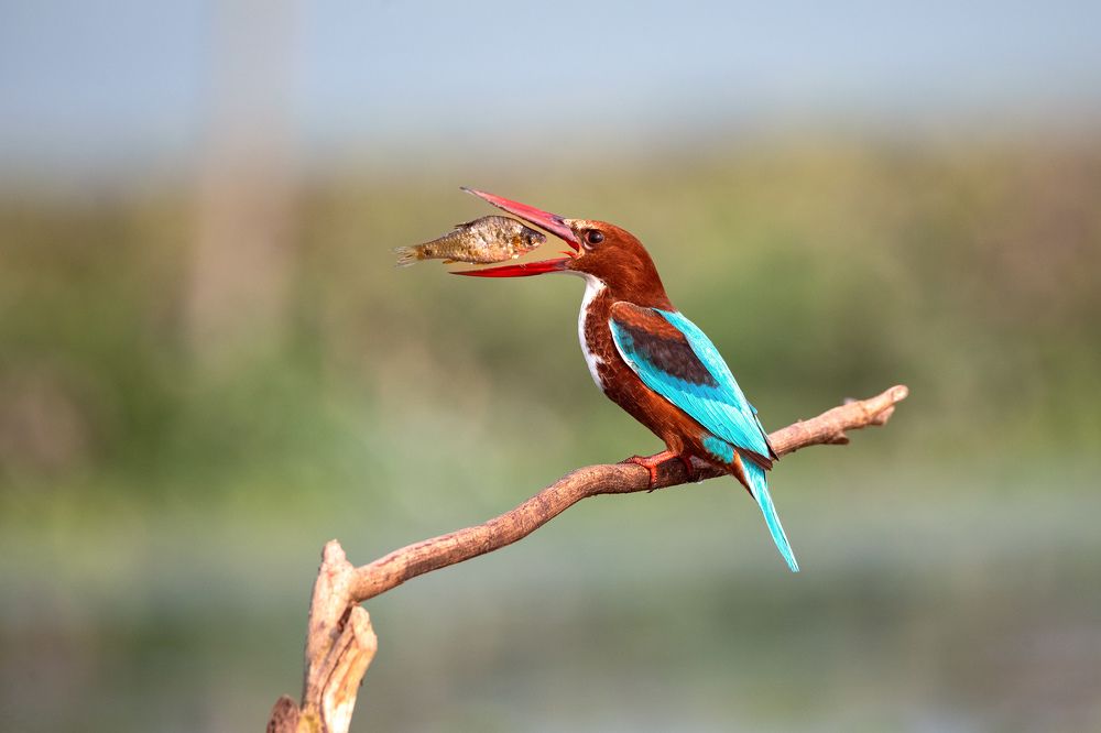 Toss of Kingfisher