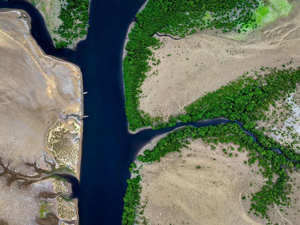 Following river mangroves making a tree of Nature