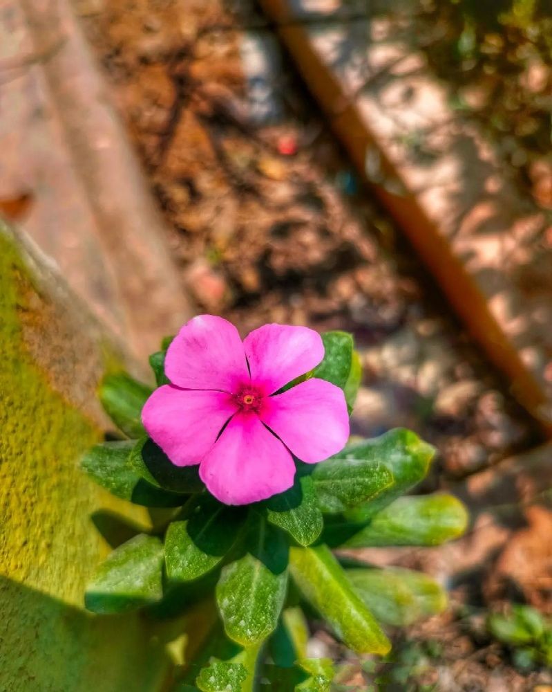 Photograph by Bhargav Pinapatruni