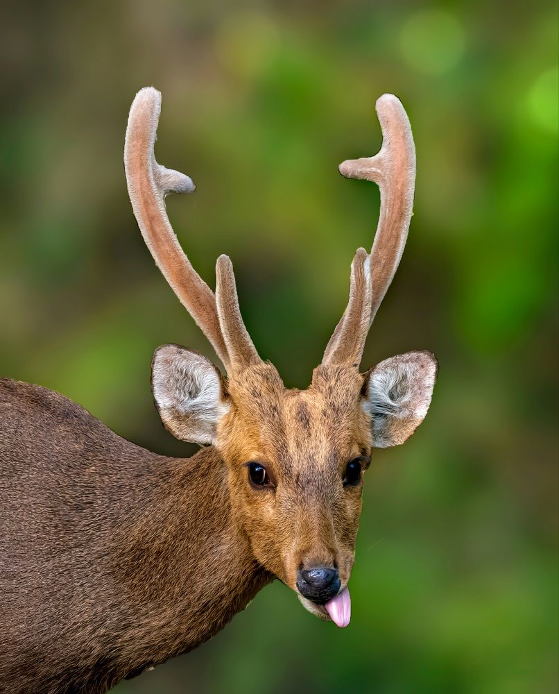 Фотография автора Grace Rani