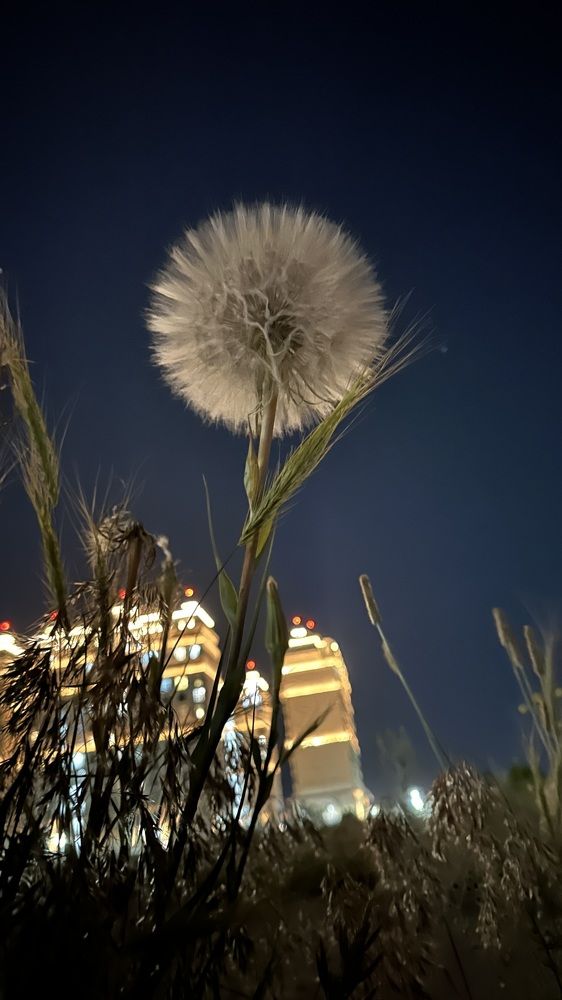 Фотография автора Alyanur Yuldasheva