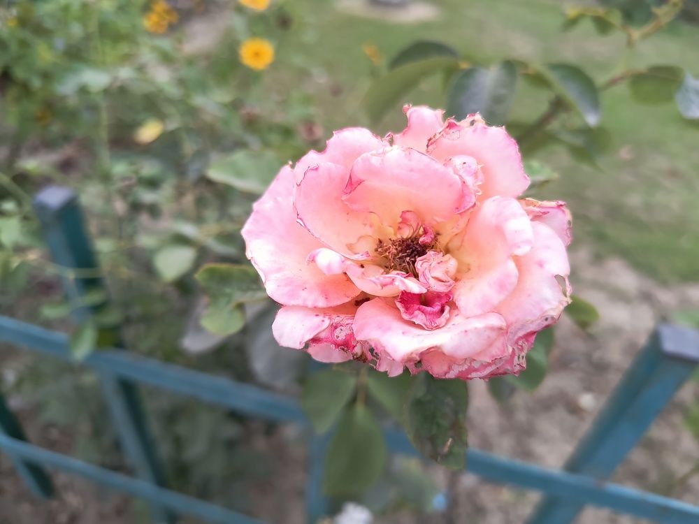 Reflower