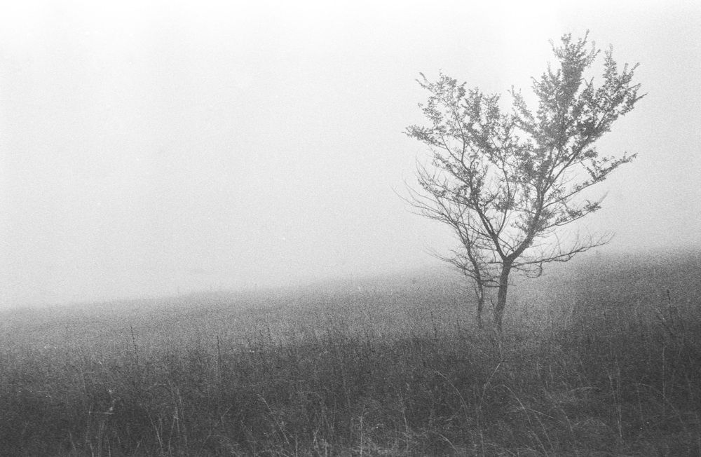 Photo #10656525