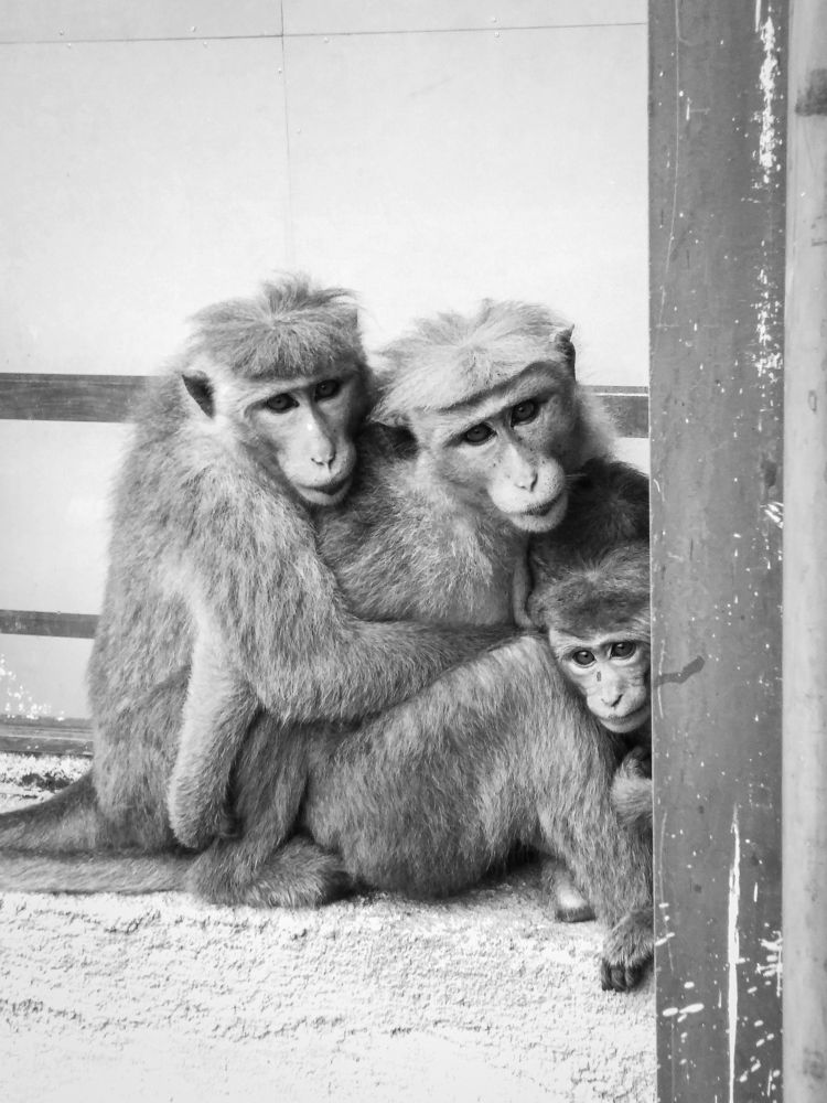 Photograph by Tharindu Gunarathna