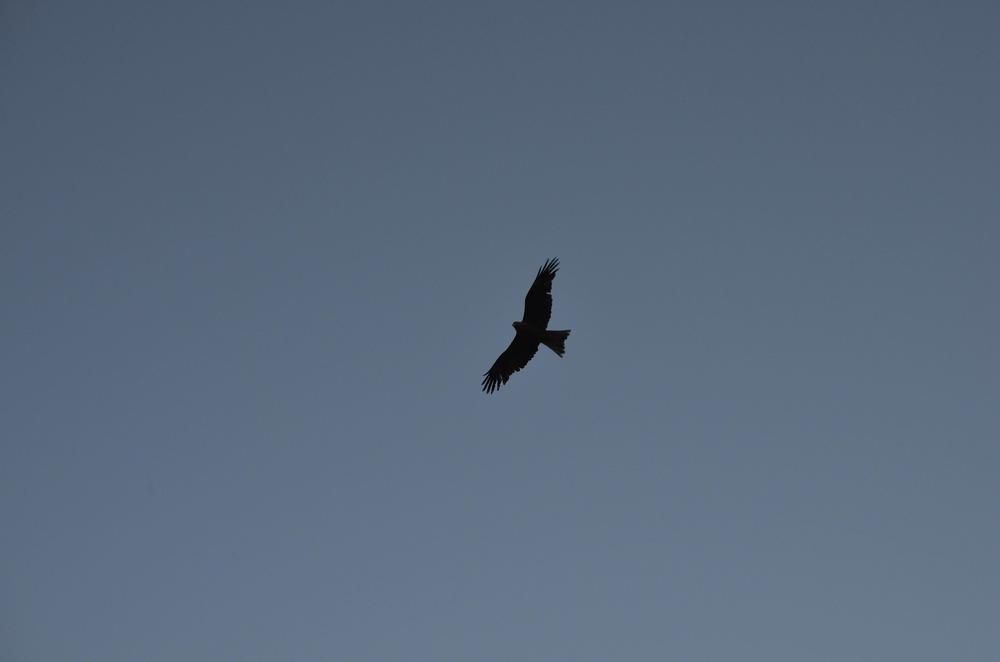 Фотография автора Maksim Gafner