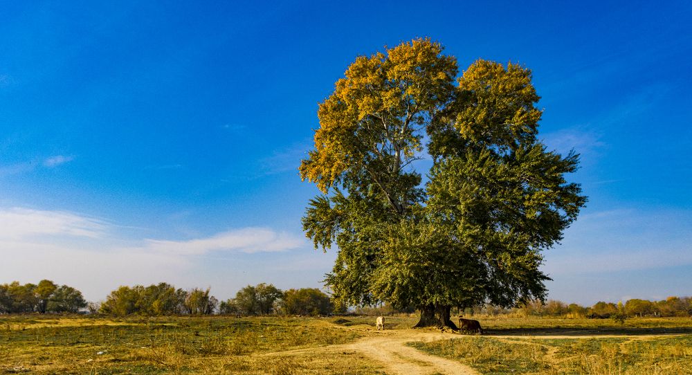 Photograph by Alex Kalpus