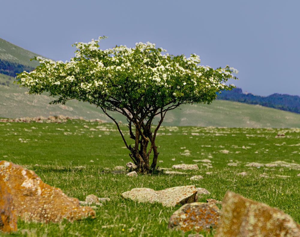 Photograph by Alex Kalpus