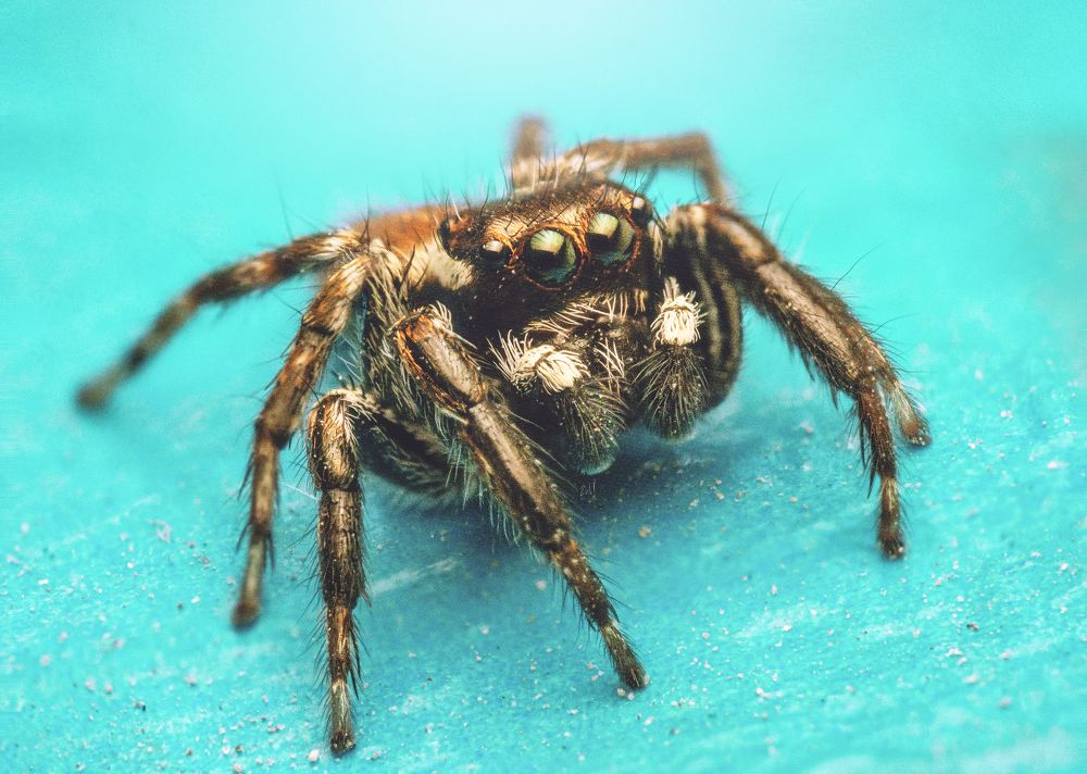 Photograph by Mohammed Oussama