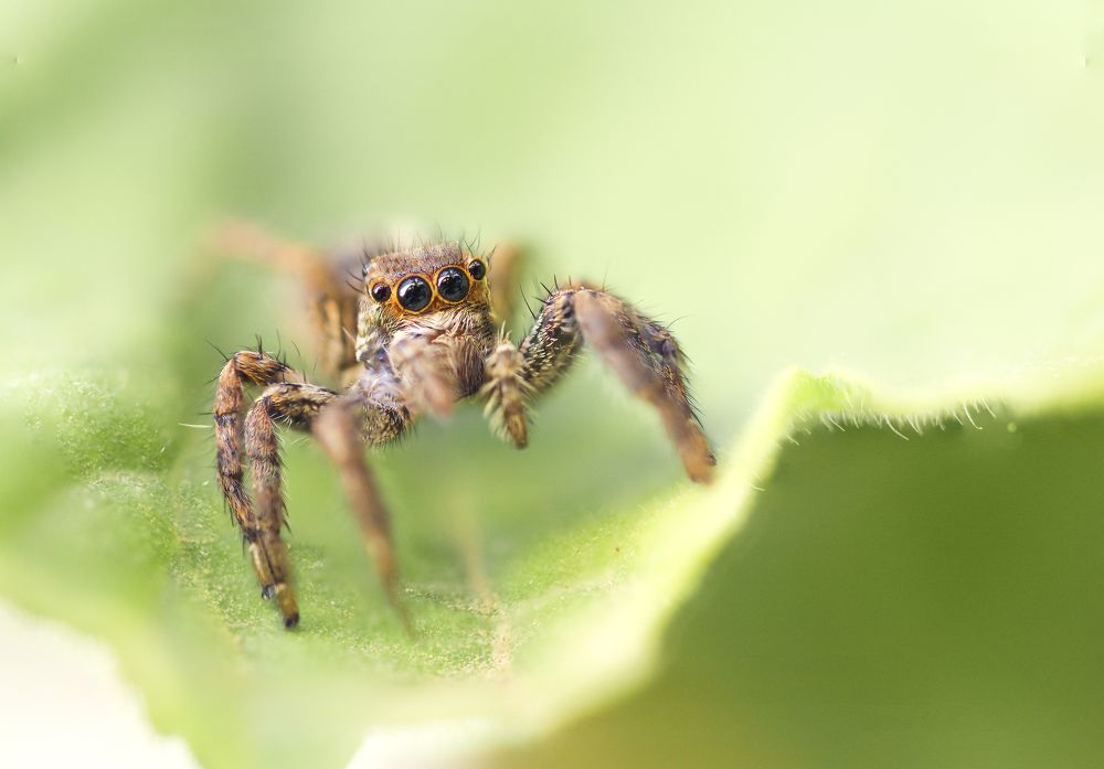 Photograph by Mohammed Oussama