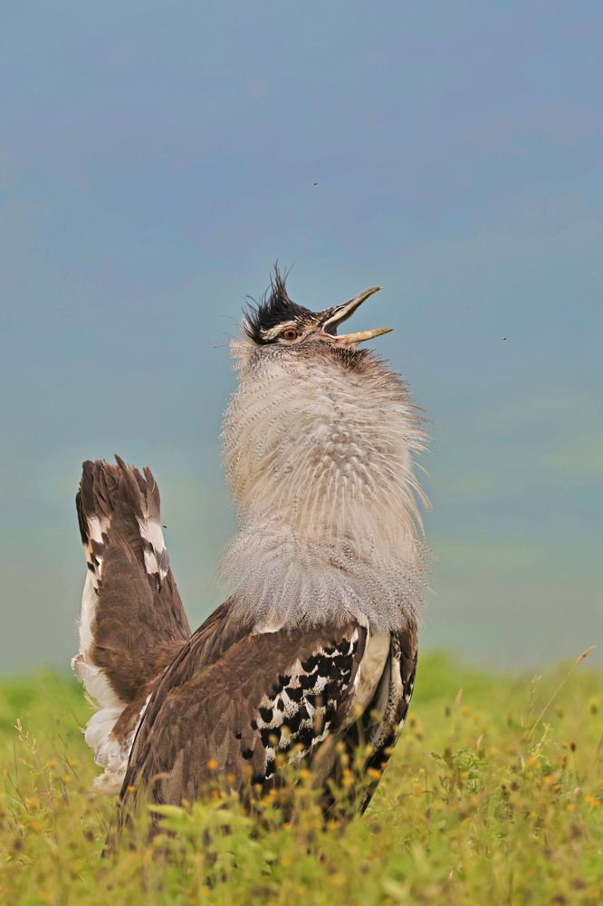 Photograph by Dimitar Nedelchev