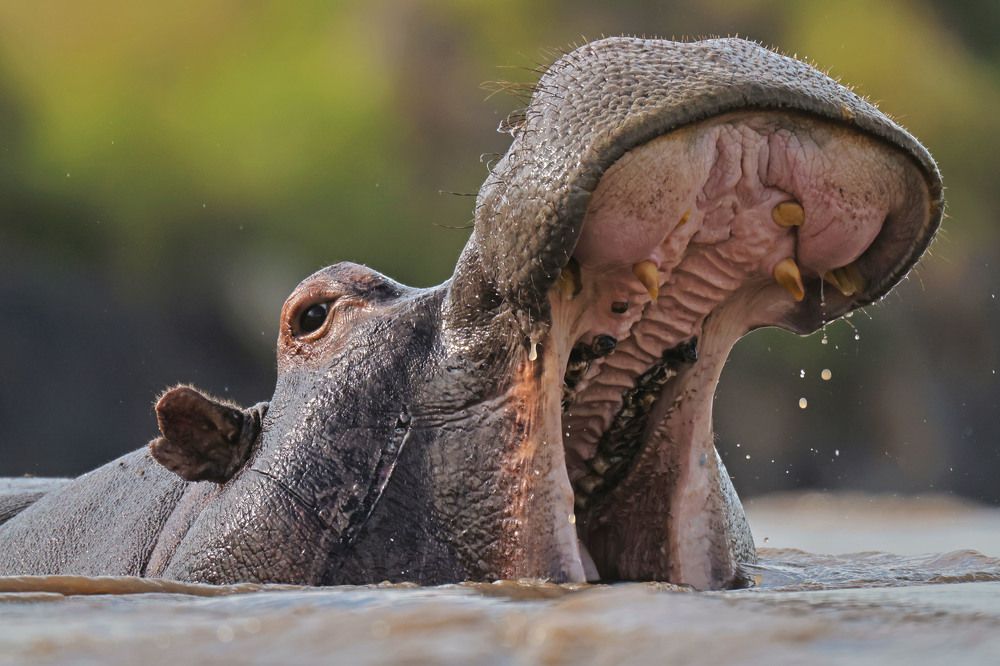 Photograph by Dimitar Nedelchev