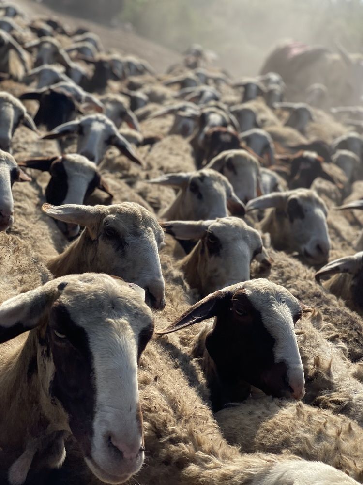 Photograph by  loai zedan