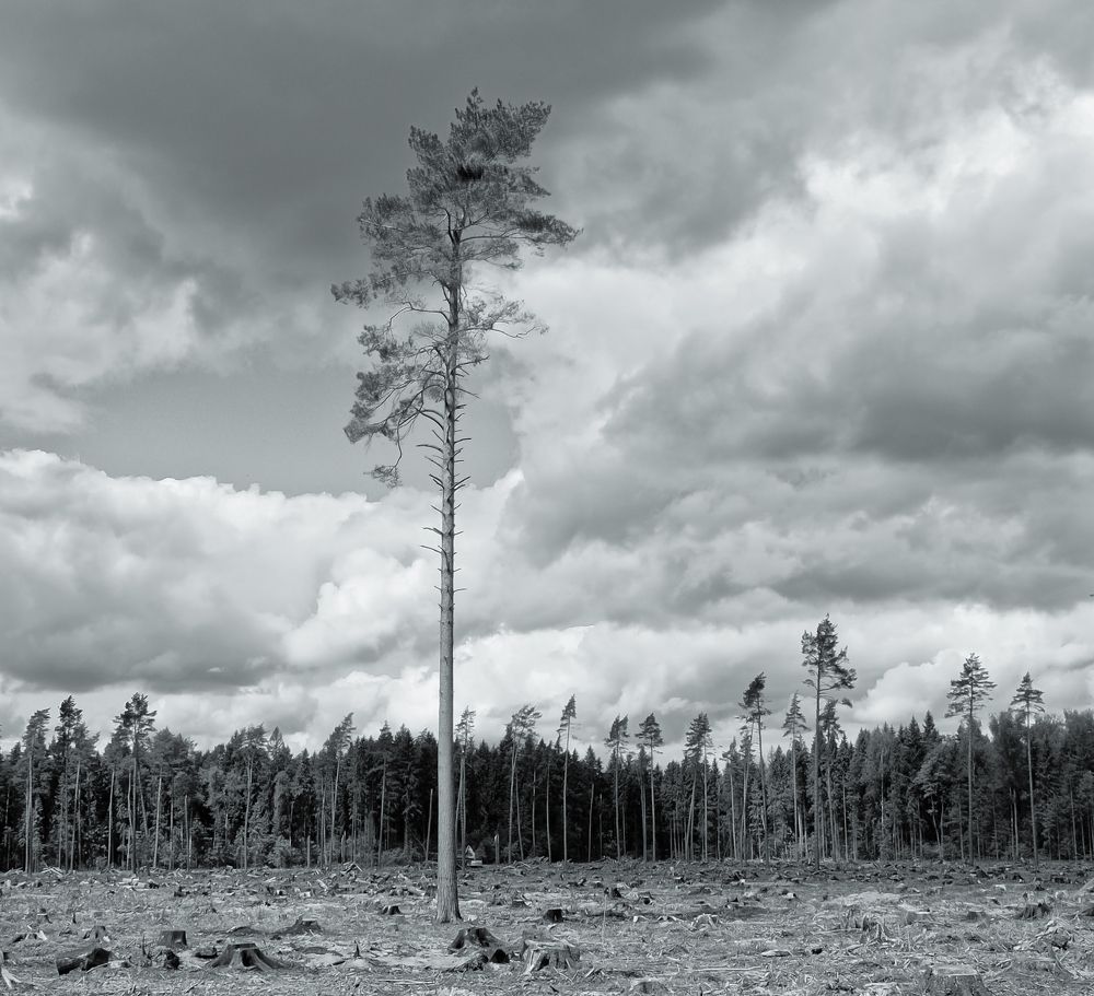 Photograph by Olga Mendosa