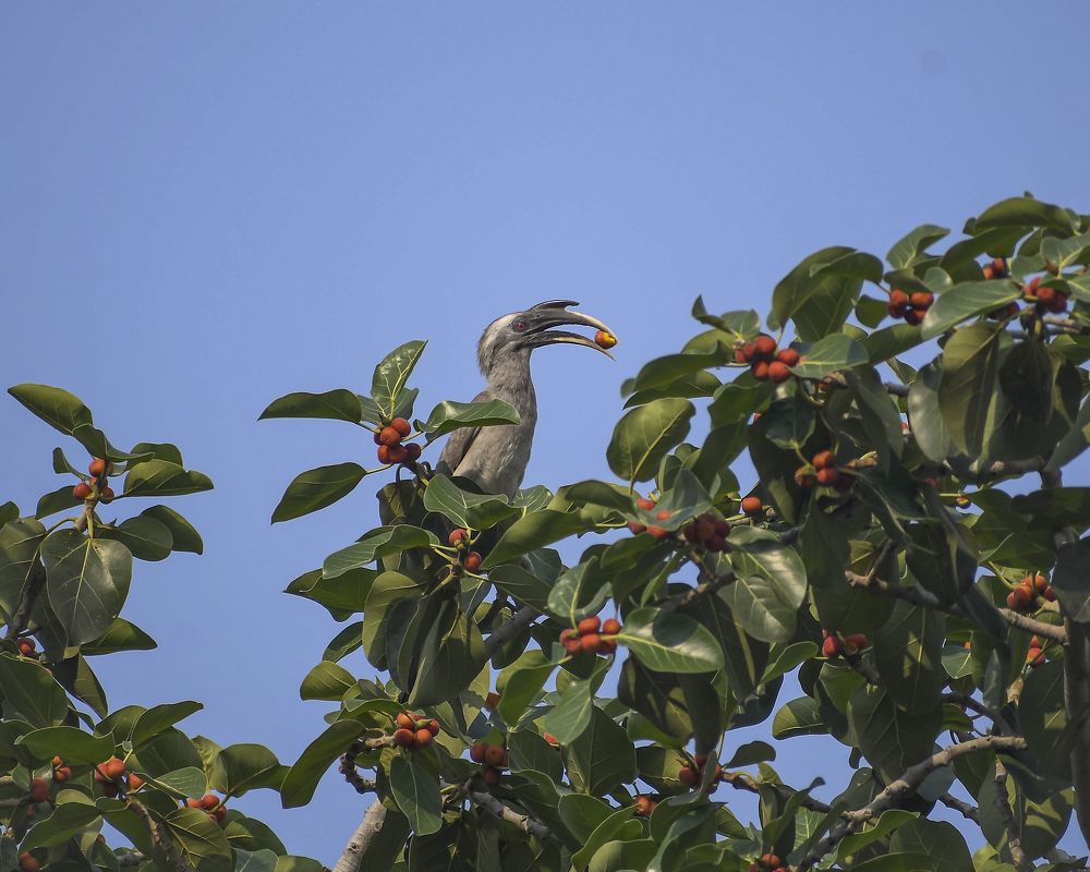 INDIAN GREY HORNBILL