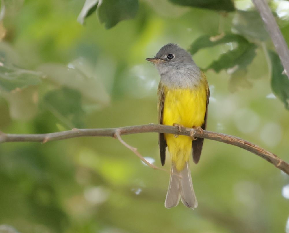 Фотография автора Bhavik Parekh