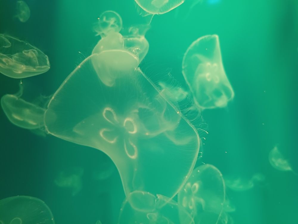 Photograph by Елена Каширина