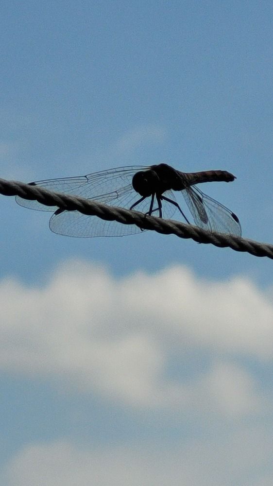 Стрекоза перед стартом.