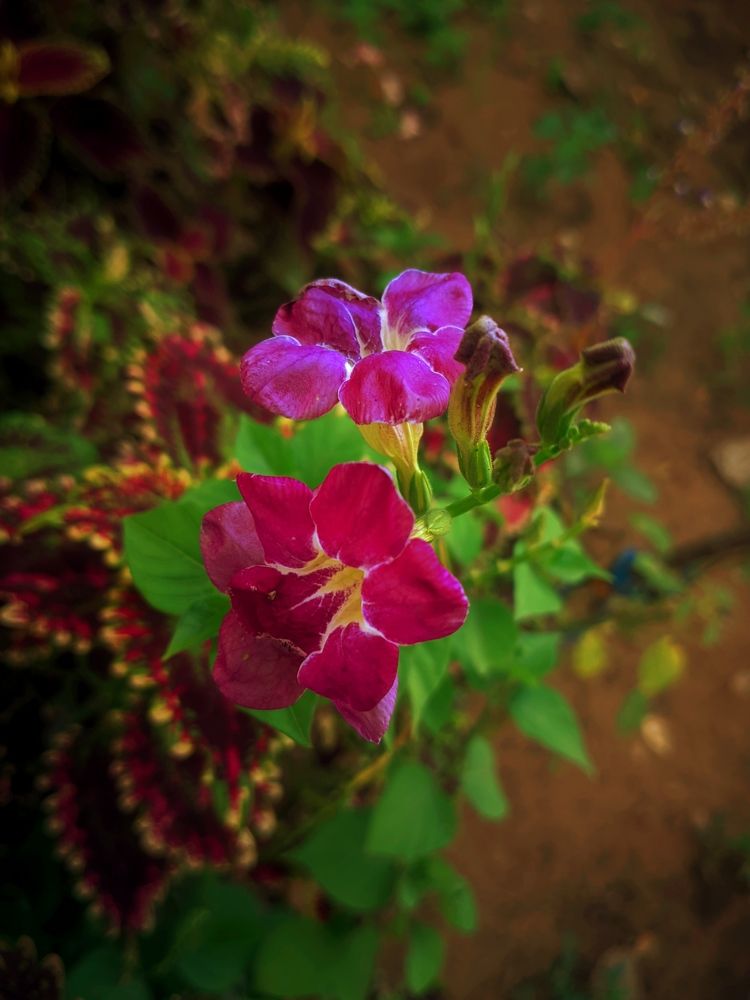 Photograph by S.Nithoorsika