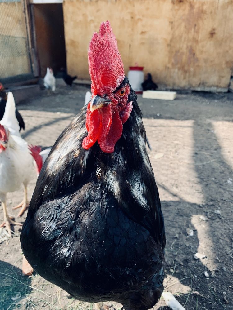 Photograph by ANDREY ZARUBIN