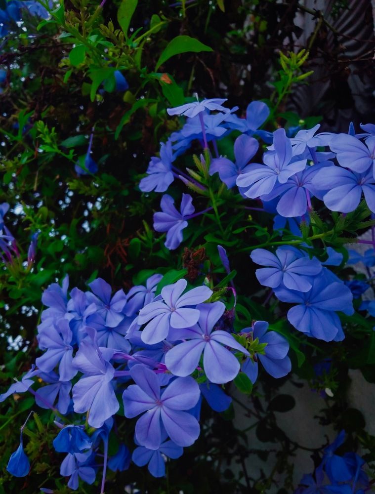 Photograph by Sahan nandika