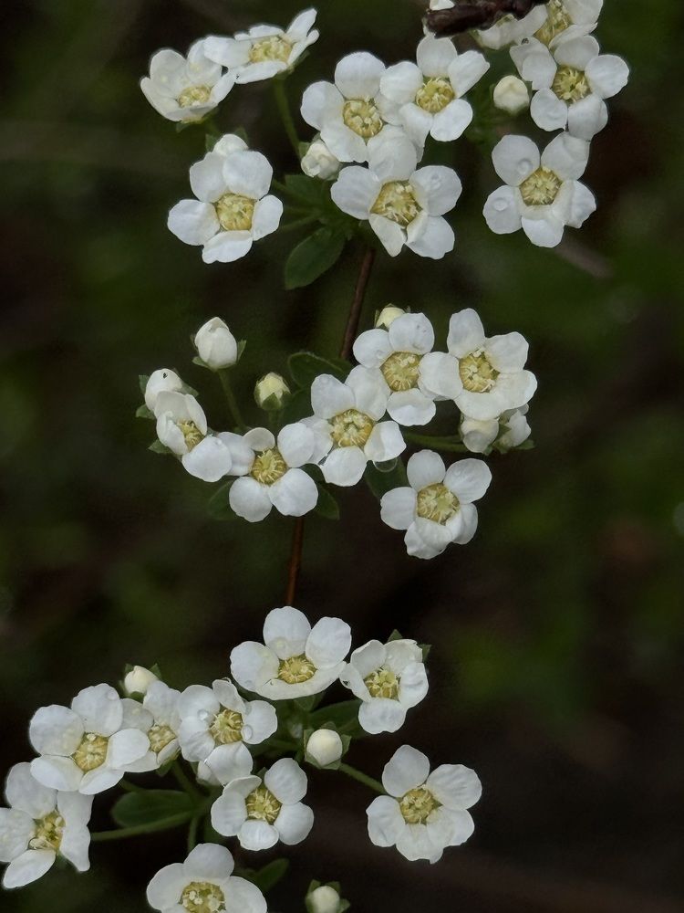 Фотография автора Светлана Герасимук