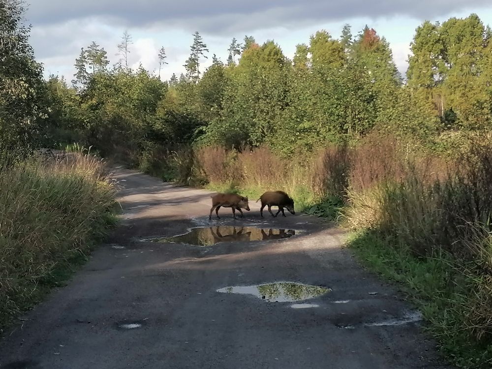 Фотография автора Анастасия Зверева
