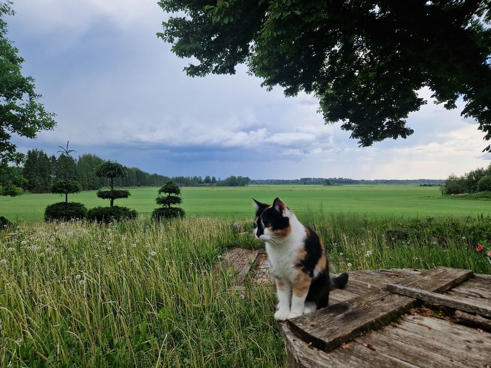 Кошкау колодца перед дождем