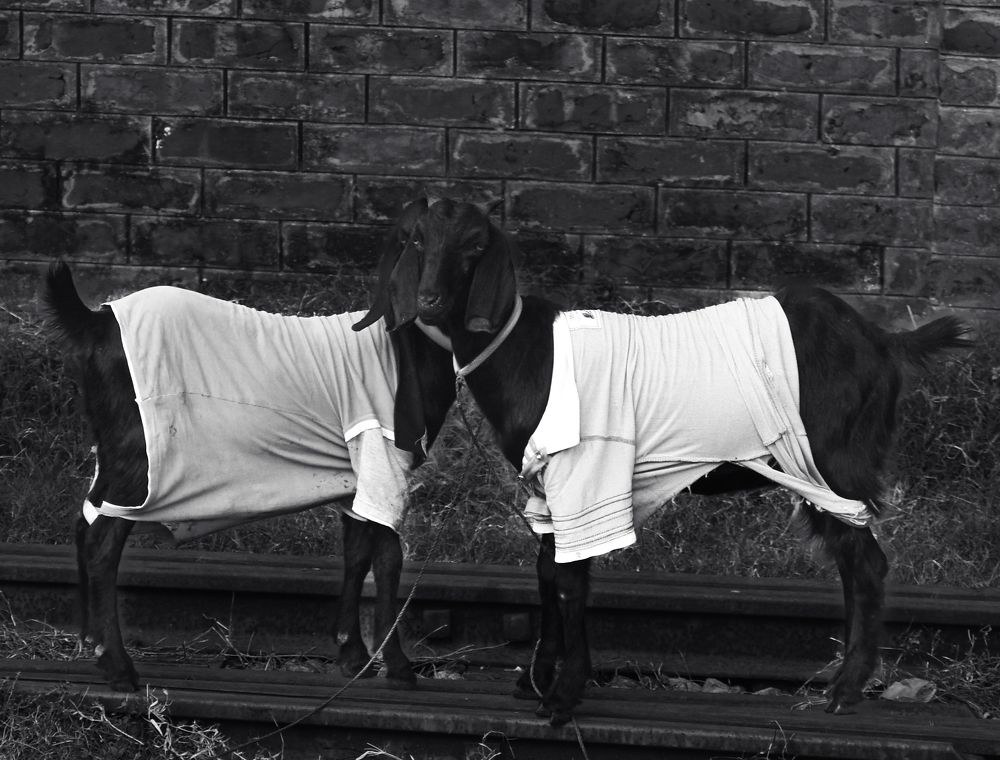 Photograph by Md.Emam Hosen Emon