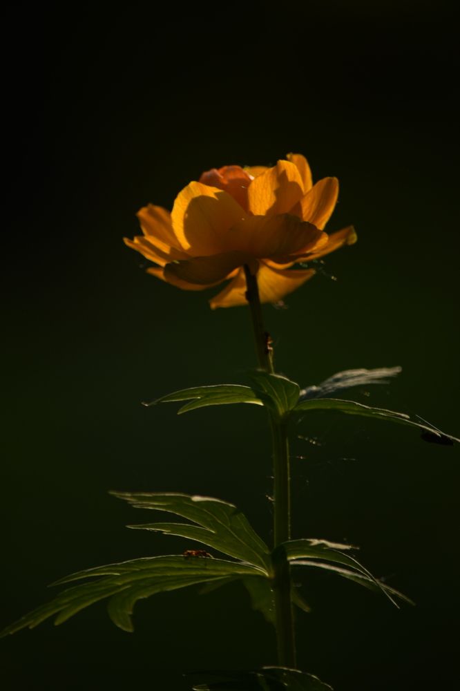 Аленький Цветочек