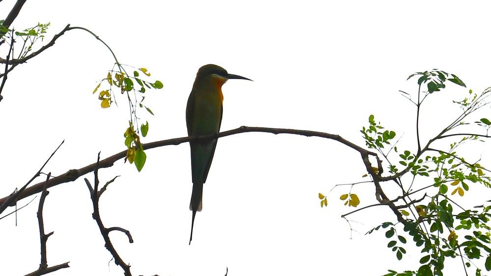 Photograph by Dimuth De Zoysa