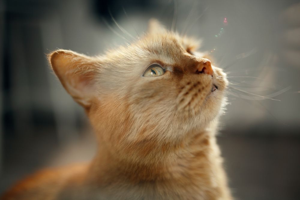 Photograph by Сергей Долгошеин