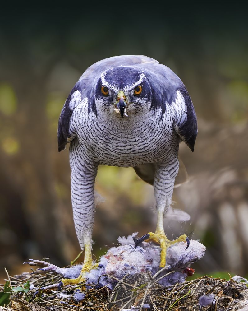 Photograph by Madushanka Dinesh