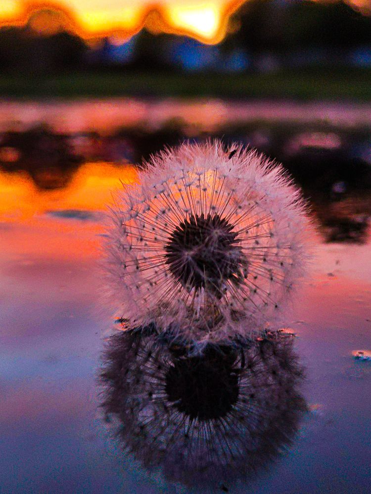 Photograph by Аlina BRAZIUL