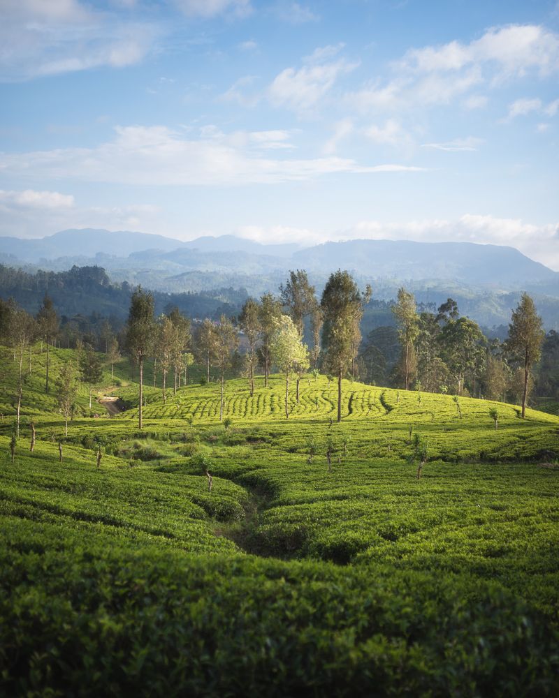 Tea Fields of Sri Lanka