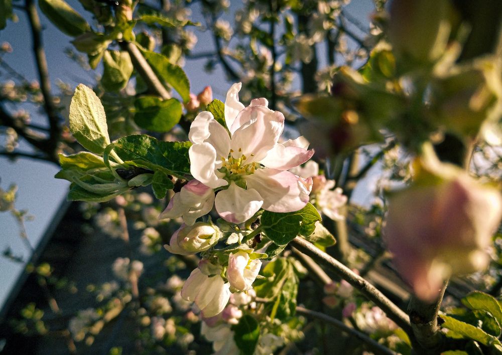 Photograph by Асхабова Юлия