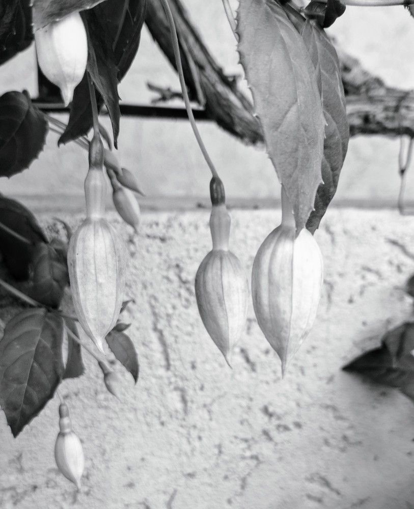 Photograph by Irina Pires