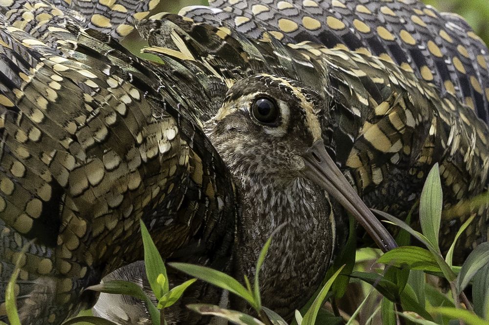 Photograph by Senadheera Danushka